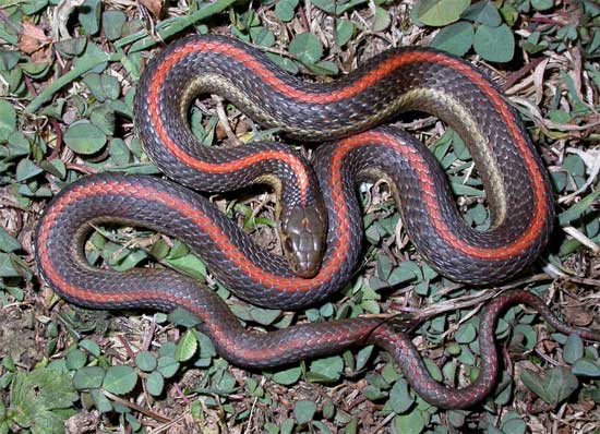 Thamnophis ordinoides - Northwestern Gartersnake - snake species | gveli | გველი