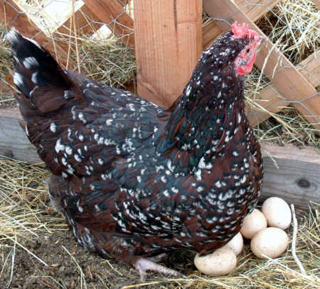 Sussex 2 - chicken Breeds | ქათმის ჯიშები | qatmis jishebi