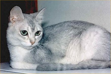 Aegean cat - cat Breeds | კატის ჯიშები | katis jishebi