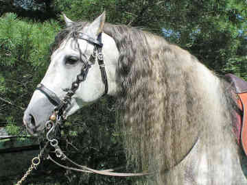 Andalusian - horse Breeds | ცხენის ჯიშები| cxenis jishebi