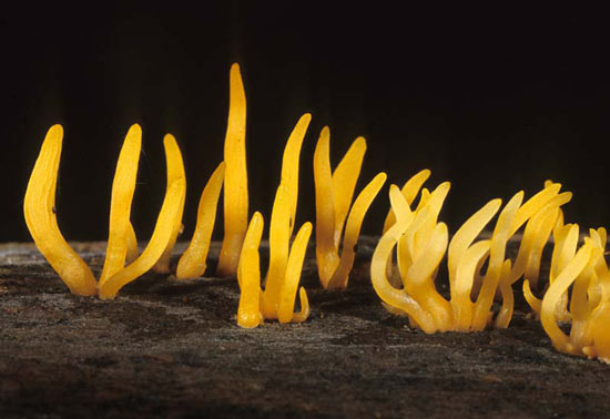 Calocera cornea - Mushroom Species Images