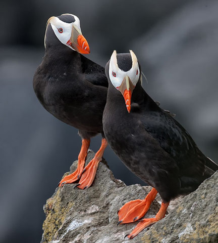 Tufted Puffin - Bird Species | Frinvelis jishebi | ფრინველის ჯიშები
