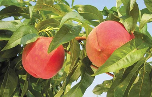 Crimson Rocket - Peach Varieties