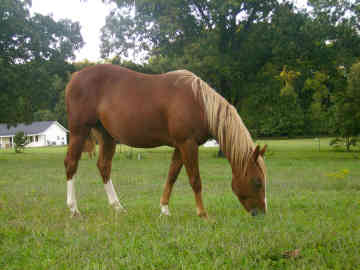 Chincoteague - horse Breeds | ცხენის ჯიშები| cxenis jishebi