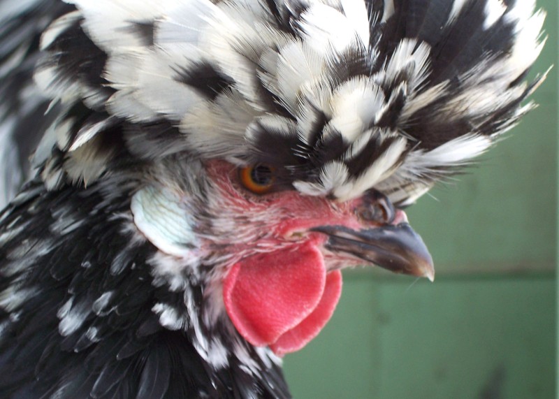 Houdan 2 - chicken Breeds | ქათმის ჯიშები | qatmis jishebi