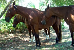 Abaco Spanish Colonial 3 - horse Breeds | ცხენის ჯიშები| cxenis jishebi