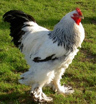 Brahma 3 - chicken Breeds | ქათმის ჯიშები | qatmis jishebi