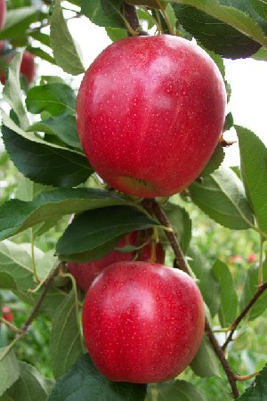 Crimson Gala - Apple Varieties