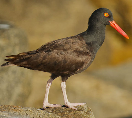 Black Oystercatcher - Bird Species | Frinvelis jishebi | ფრინველის ჯიშები