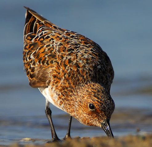 Sanderling - Bird Species | Frinvelis jishebi | ფრინველის ჯიშები
