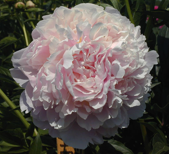 Adonis -                                                                                                                 Peonies species| PIONI | პიონი