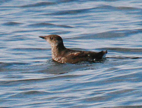 Marbled Murrelet - Bird Species | Frinvelis jishebi | ფრინველის ჯიშები