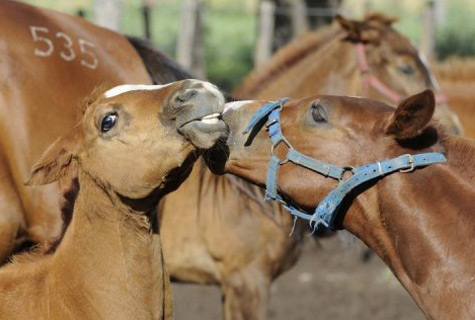 Argentine Polo Pony - horse Breeds | ცხენის ჯიშები| cxenis jishebi