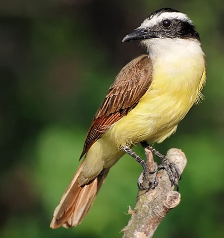 Great Kiskadee - Bird Species | Frinvelis jishebi | ფრინველის ჯიშები