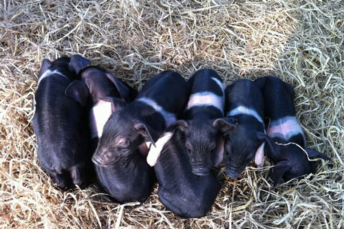 Saddleback - pig breeds | goris jishebi | ღორის ჯიშები