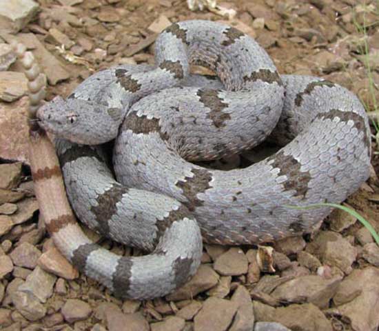 ROCK RATTLESNAKE<br />  Crotalus lepidus - snake species | gveli | გველი