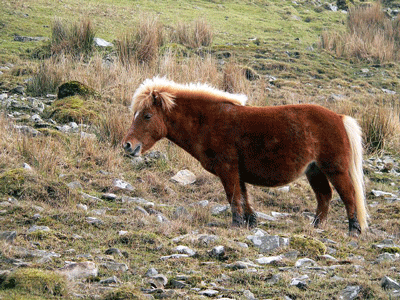 Dartmoor 3 - horse Breeds | ცხენის ჯიშები| cxenis jishebi