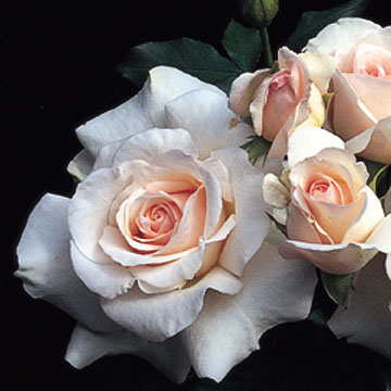 French Lace - Rose Varieties | VARDI | ვარდი                                                                                                                