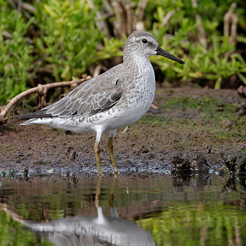 Red Knot - Bird Species | Frinvelis jishebi | ფრინველის ჯიშები