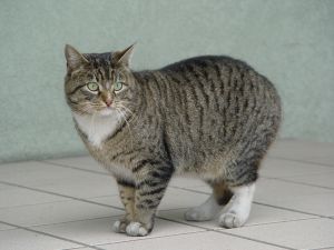 Manx 2  - cat Breeds | კატის ჯიშები | katis jishebi