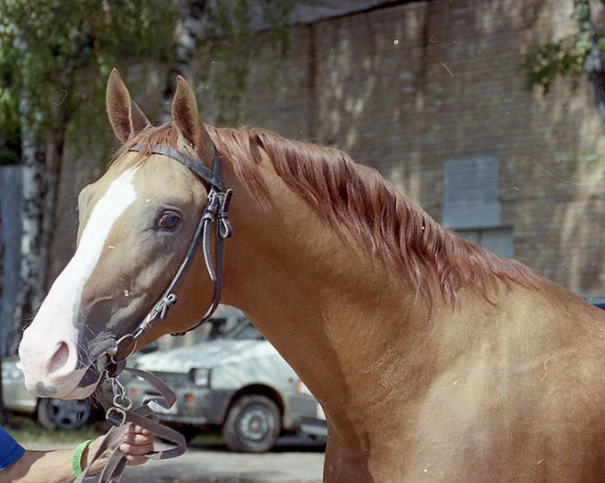 Don 2 - horse Breeds | ცხენის ჯიშები| cxenis jishebi