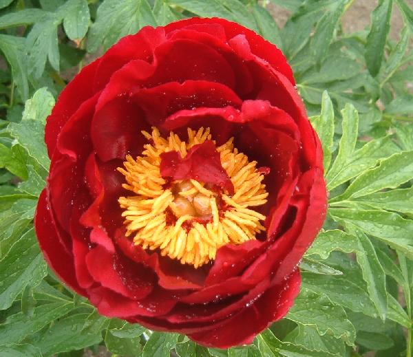 Fayette -                                                                                                                 Peonies species| PIONI | პიონი