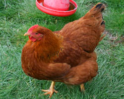 New Hampshire Red - chicken Breeds | ქათმის ჯიშები | qatmis jishebi