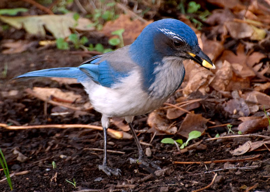 Island Scrub-Jay - Bird Species | Frinvelis jishebi | ფრინველის ჯიშები