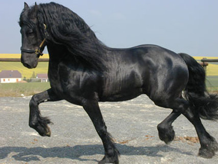 Arabo-Friesian Horse - horse Breeds | ცხენის ჯიშები| cxenis jishebi
