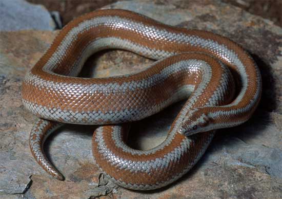 Lichanura orcutti - Northern Three-lined Boa - snake species | gveli | გველი
