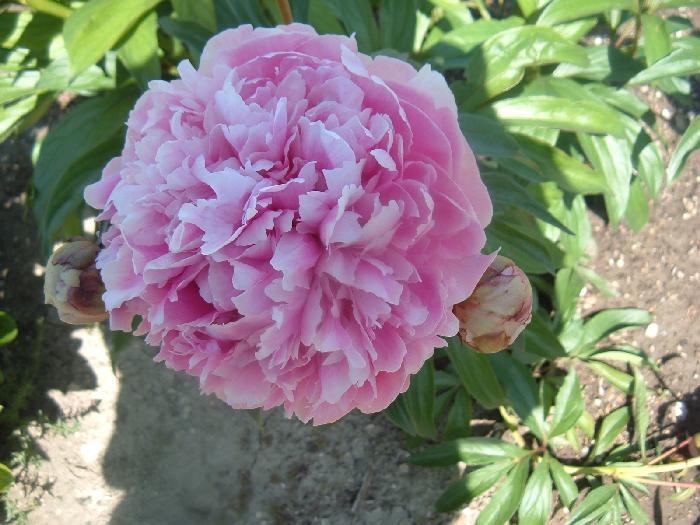 Ensign Moriarty -                                                                                                                 Peonies species| PIONI | პიონი