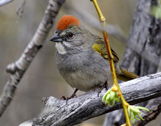Green-tailed Towhee - Bird Species | Frinvelis jishebi | ფრინველის ჯიშები