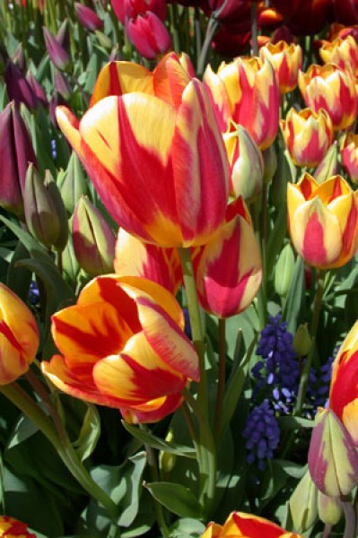 Georgette -                                                         Species Tulip| TITA | ტიტა                                                        