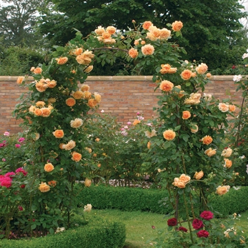 Crown Princess Margareta Climbing - Rose Varieties | VARDI | ვარდი                                                                                                                