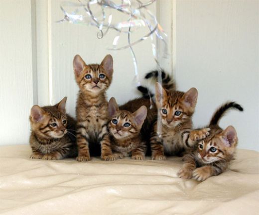 Toyger 1 - cat Breeds | კატის ჯიშები | katis jishebi