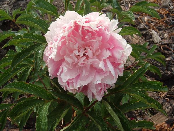 Blanche King -                                                                                                                 Peonies species| PIONI | პიონი