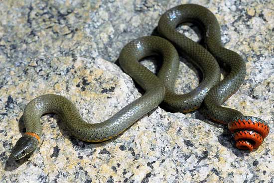 Diadophis punctatus modestus - San Bernardino Ring-necked Snake - snake species | gveli | გველი
