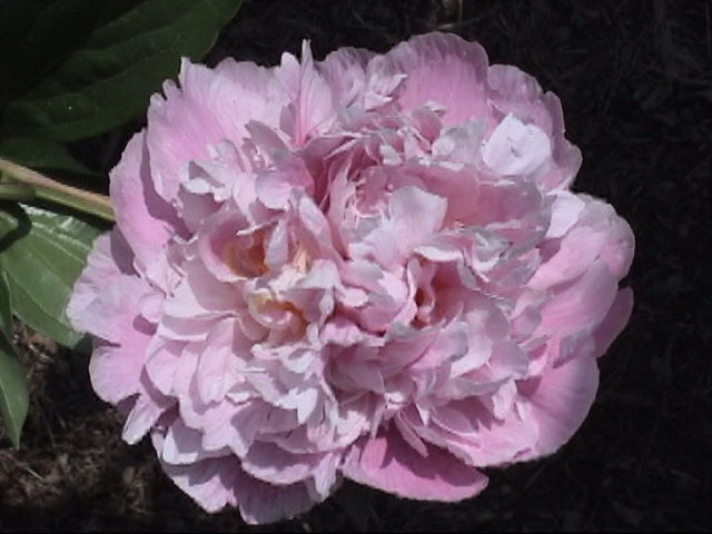 Faith Fento -                                                                                                                 Peonies species| PIONI | პიონი