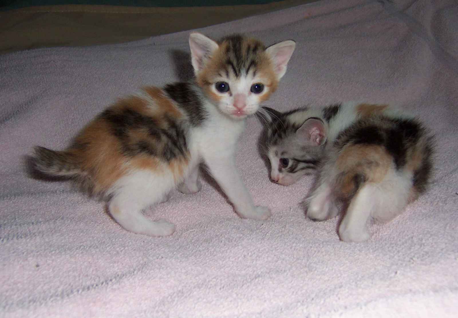 Japanese Bobtail 1 - cat Breeds | კატის ჯიშები | katis jishebi