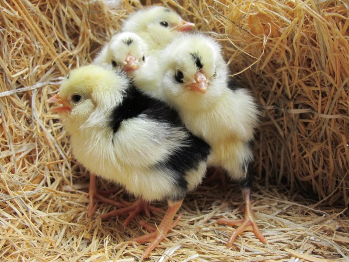 Houdan 1 - chicken Breeds | ქათმის ჯიშები | qatmis jishebi