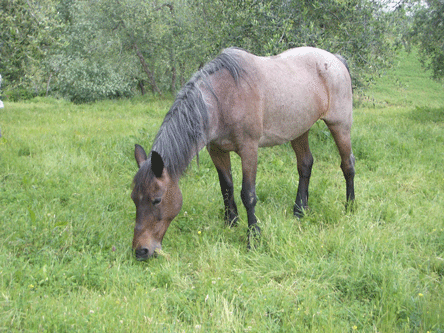 Criollo 3 - horse Breeds | ცხენის ჯიშები| cxenis jishebi