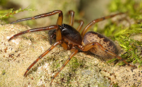 Snake-back Spider - Spider species | OBOBAS JISHEBI | ობობას ჯიშები