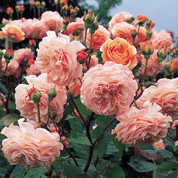 Leander Climbing - Rose Varieties | VARDI | ვარდი                                                                                                                