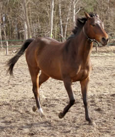Anglo Arab - horse Breeds | ცხენის ჯიშები| cxenis jishebi