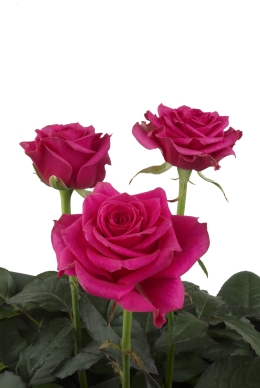 Party Girl - Rose Varieties | VARDI | ვარდი                                                                                                                