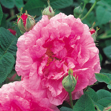 Empress Joséphine - Rose Varieties | VARDI | ვარდი                                                                                                                