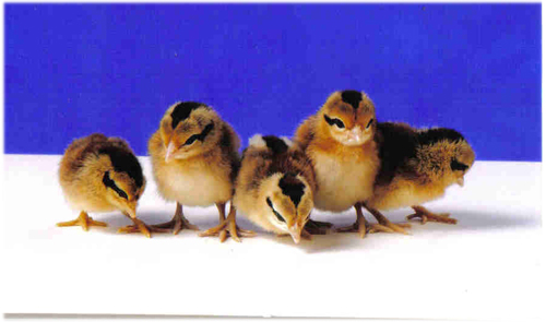 Phoenix 1 - chicken Breeds | ქათმის ჯიშები | qatmis jishebi