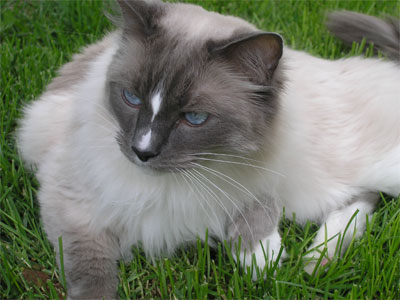 Ragdoll 3 - cat Breeds | კატის ჯიშები | katis jishebi