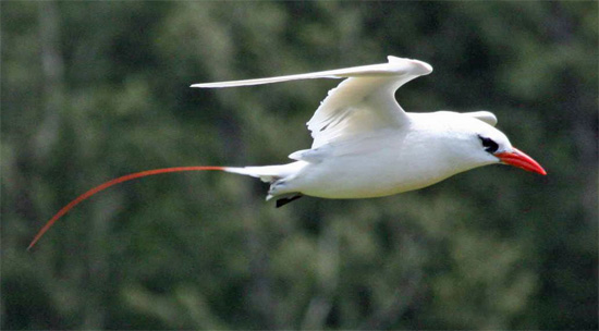 Red-tailed Tropicbird - Bird Species | Frinvelis jishebi | ფრინველის ჯიშები