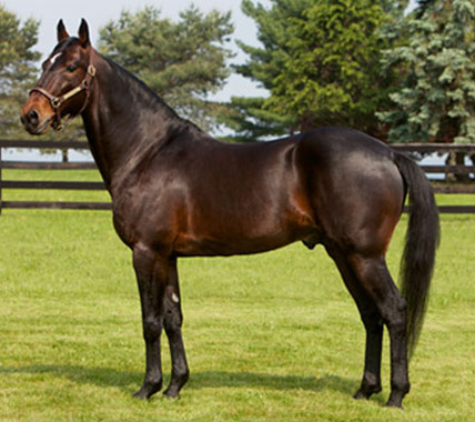 American Standardbred - horse Breeds | ცხენის ჯიშები| cxenis jishebi